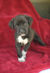 Tessie