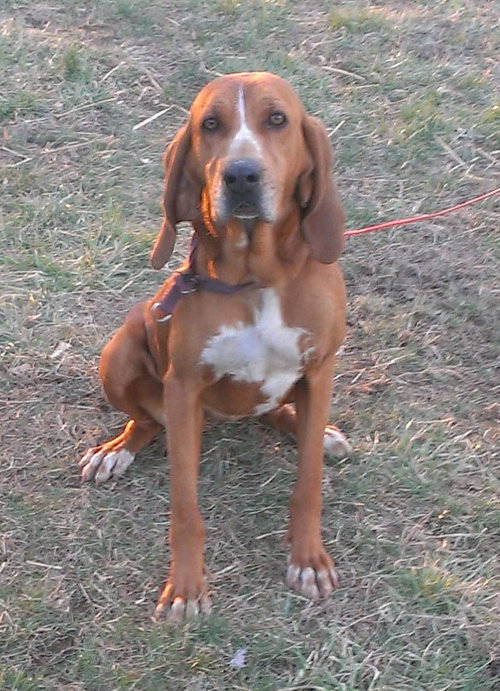 Reba
