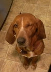 Reba