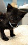 Onyx