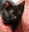 Onyx