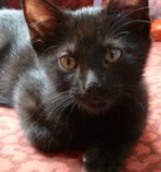 Onyx