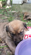 Toby