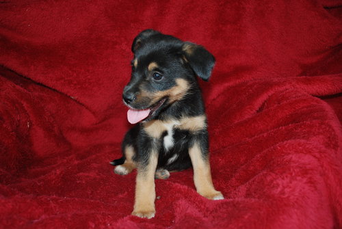 Murphy