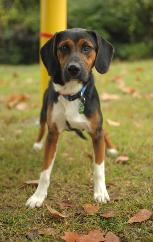 Boone