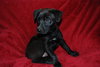 Casey