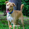 Barley