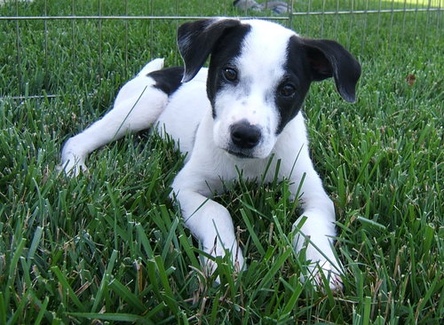 Marley