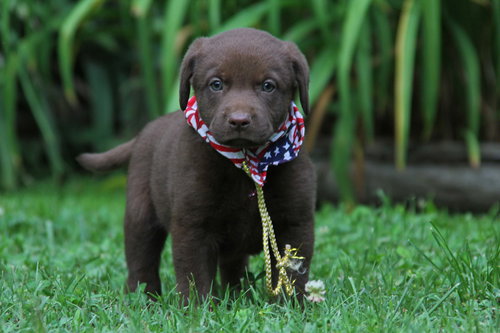 Otis
