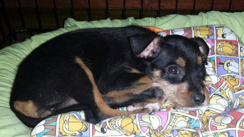 Bella