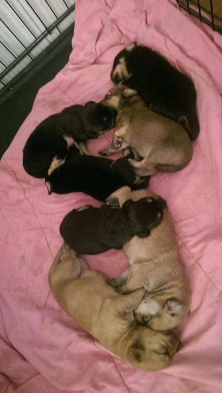 Rottie 5