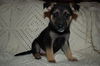 Sadie