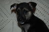 Sadie