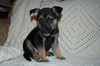 Sadie