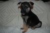 Sadie