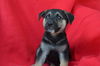 Sadie