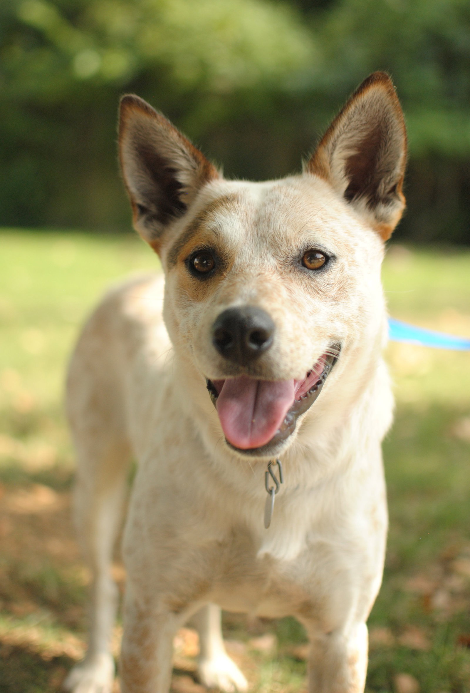 Freckles' Web Page, image size:1600x2358