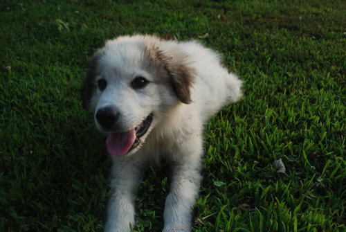 Hank