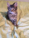 Pixie
