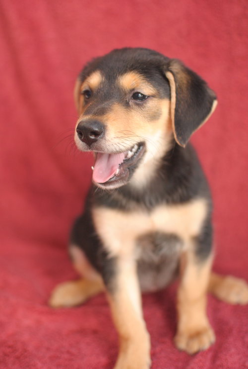 Maggie (aka Runt)