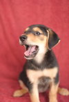 Maggie (aka Runt)
