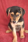 Maggie (aka Runt)