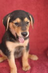 Maggie (aka Runt)