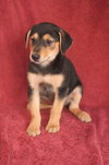 Maggie (aka Runt)