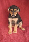 Maggie (aka Runt)