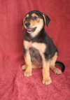 Maggie (aka Runt)