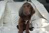 Gilda