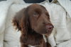 Gilda