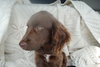 Gilda