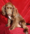 Gilda