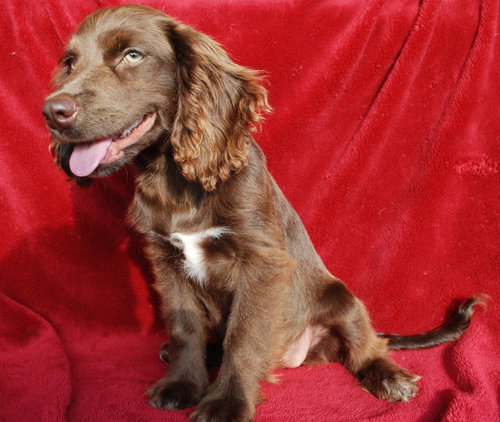 Gilda