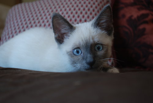 Cotton