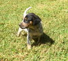 Jax