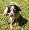 Jax