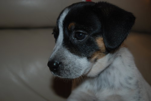 Bitzee
