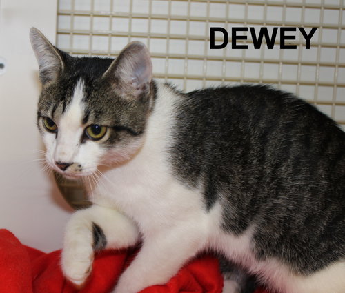 Dewey