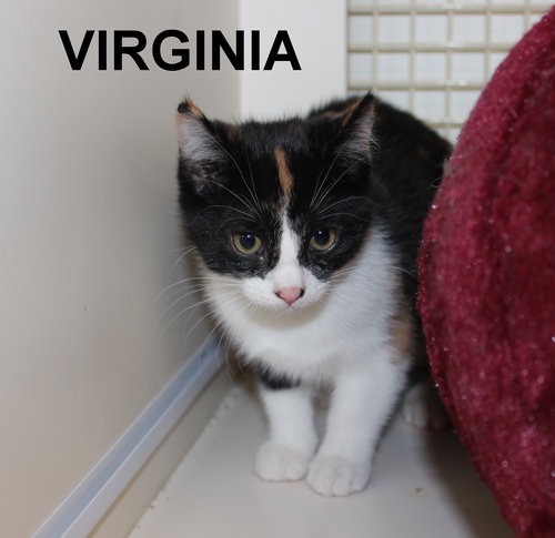 Virginia