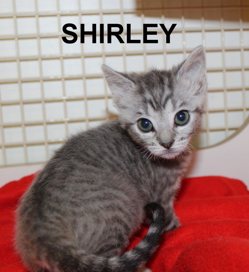 Shirley