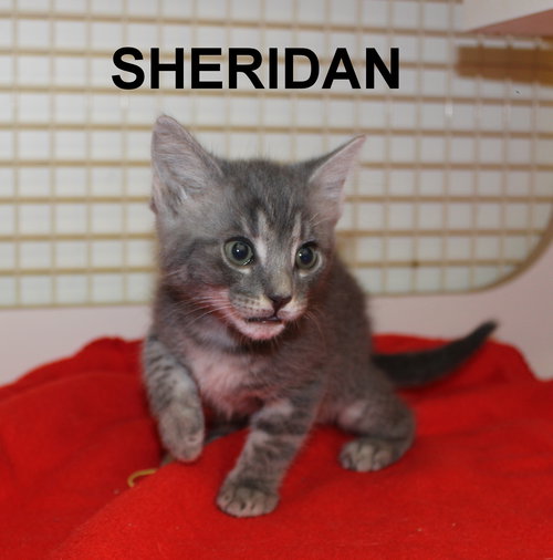 Sheridan