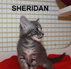 Sheridan
