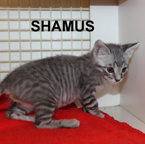 Shamus