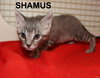 Shamus