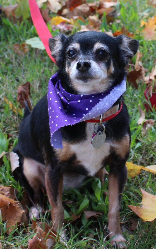 LuLu