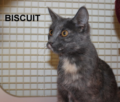 Biscuit