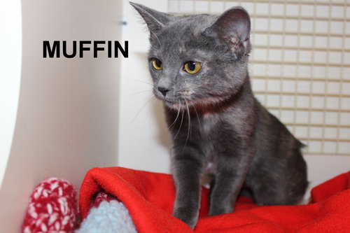 Muffin