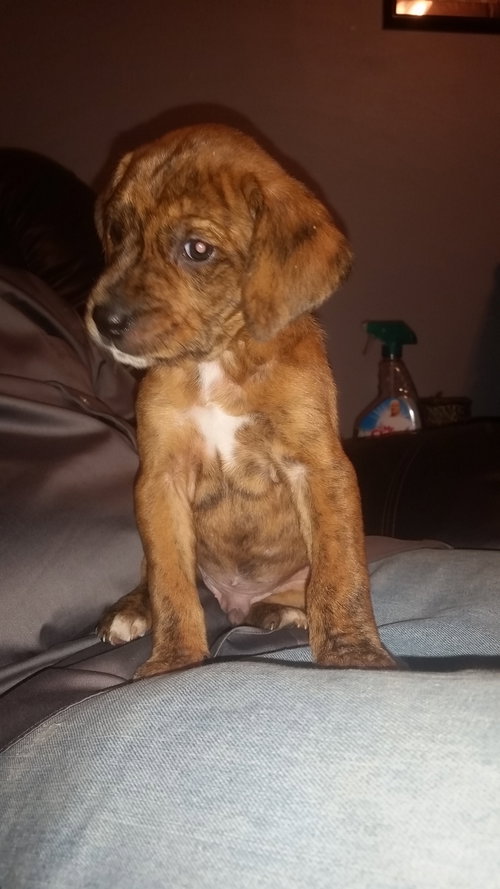 Winston